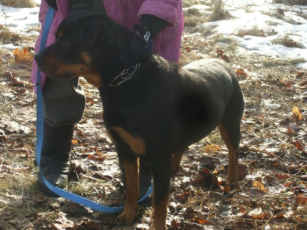 Rottweiler - Szelama 5 Letnia Suka Szuka Domu !!! 2