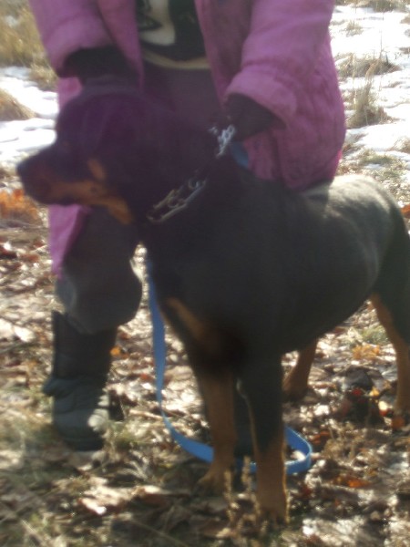 Rottweiler - Szelama 5 Letnia Suka Szuka Domu !!! 3