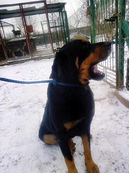 Rottweiler - Rodrigez Około 5 Letni Pies Szuka Domu !!! 2