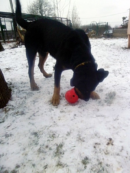 Rottweiler - Rodrigez Około 5 Letni Pies Szuka Domu !!! 3