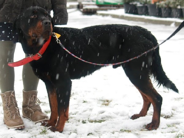 Rottweiler - Lennon 3,5 Letni Pies Szuka Domu !!! 3