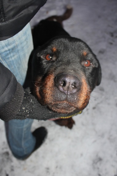 Rottweiler - Lennon 3,5 Letni Pies Szuka Domu !!! 4