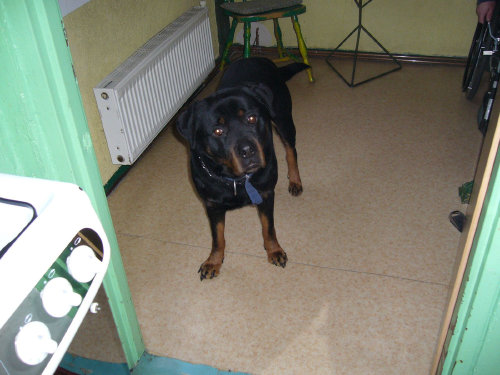 Rottweiler - Diler 6 Letni Pies Szuka Domu !!!