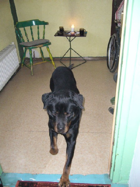 Rottweiler - Diler 6 Letni Pies Szuka Domu !!! 2