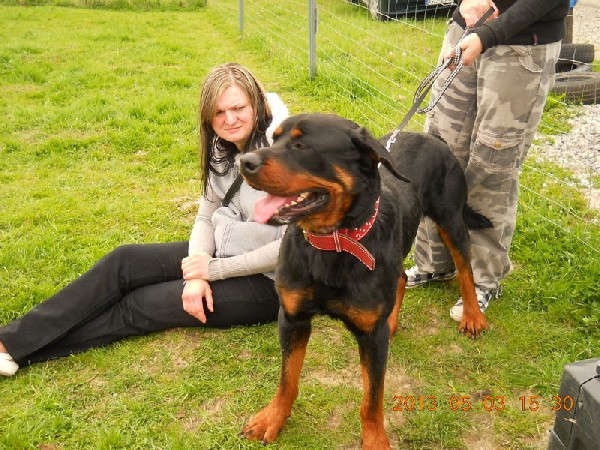 Rottweiler - Chojrak Pilnie Szuka Domu!!! 2
