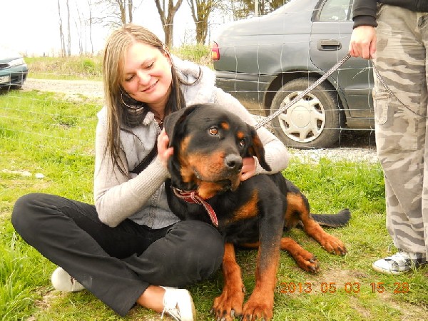 Rottweiler - Chojrak Pilnie Szuka Domu!!! 3