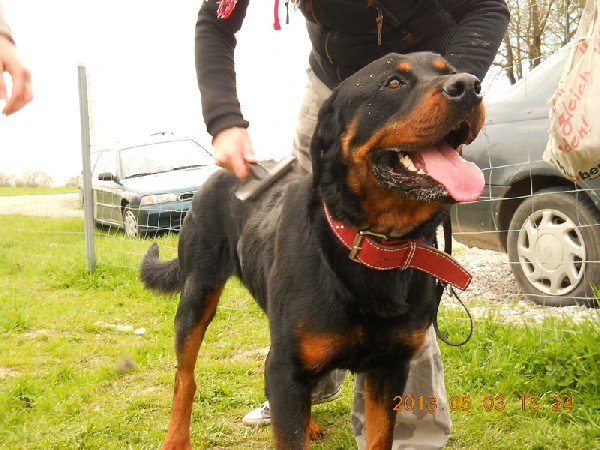 Rottweiler - Chojrak Pilnie Szuka Domu!!! 4