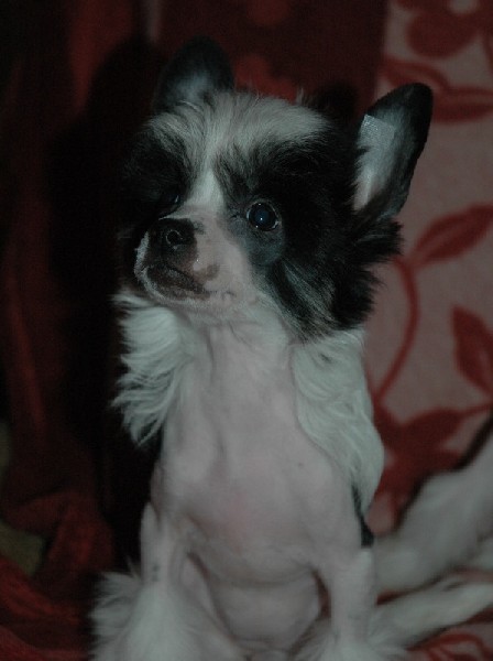 Grzywacz Chiński Suczka Gotowa Do Odebrania 2