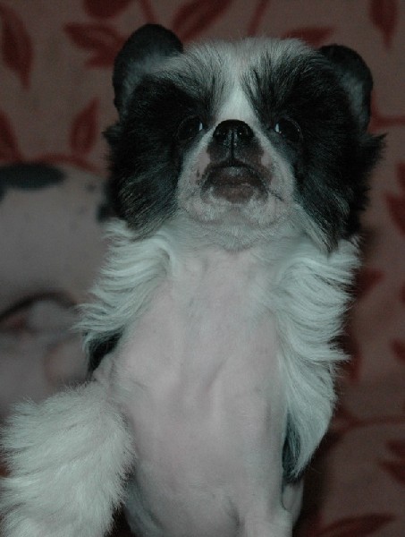 Grzywacz Chiński Suczka Gotowa Do Odebrania 3