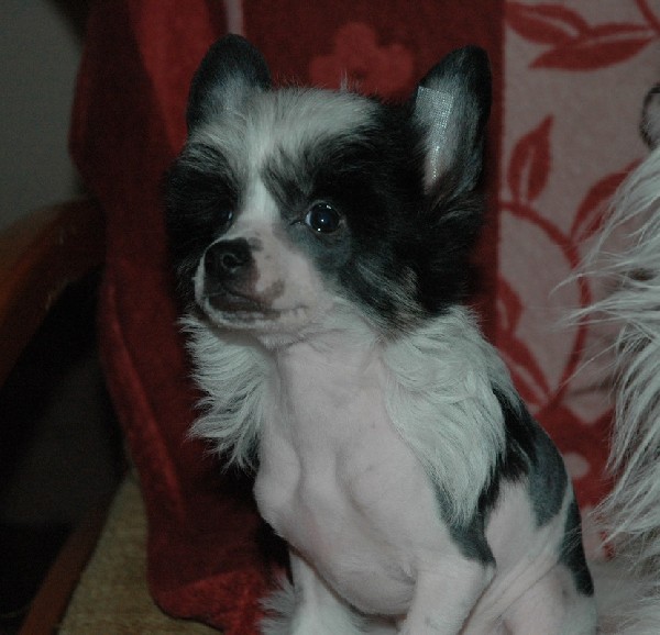 Grzywacz Chiński Suczka Gotowa Do Odebrania 4