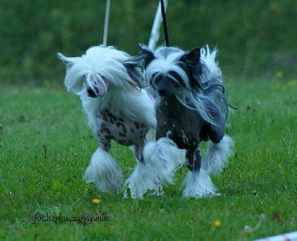 Grzywacz Chiński Suczka Gotowa Do Odebrania 5